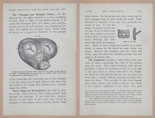 E311 - Hygienic Physiology - i8435-8436