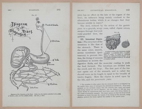 E311 - Hygienic Physiology - i8445-8446