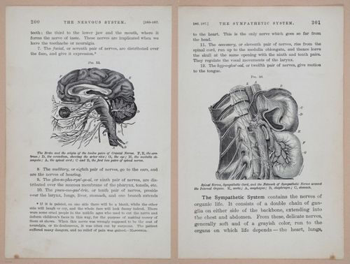 E311 - Hygienic Physiology - i8454-8455
