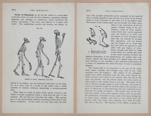 E311 - Hygienic Physiology - i8470-8471