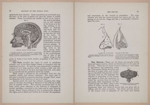 E319 - The Cottage Physician - i8926-8927