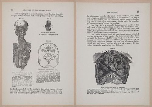 E319 - The Cottage Physician - i8938-8939