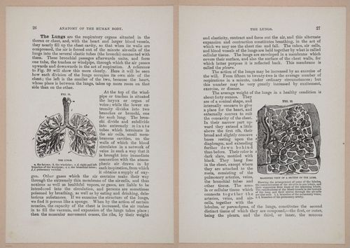 E319 - The Cottage Physician - i8940-8941