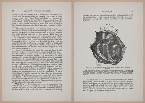 E319 - The Cottage Physician - i8942-8943