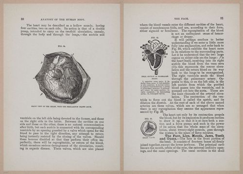 E319 - The Cottage Physician - i8944-8945