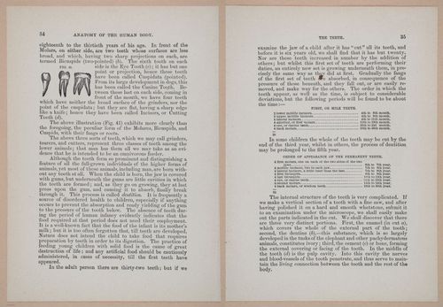 E319 - The Cottage Physician - i8948-8949