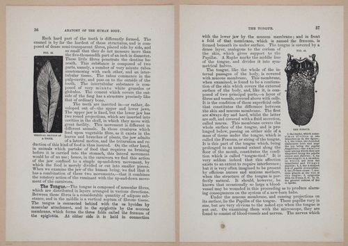 E319 - The Cottage Physician - i8950-8951