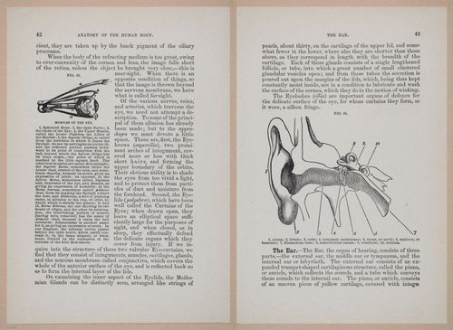 E319 - The Cottage Physician - i8956-8957