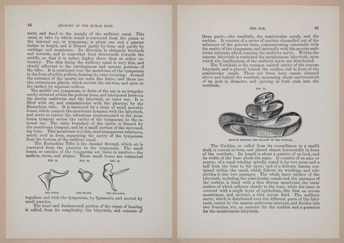 E319 - The Cottage Physician - i8958-8959