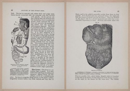 E319 - The Cottage Physician - i8962-8963