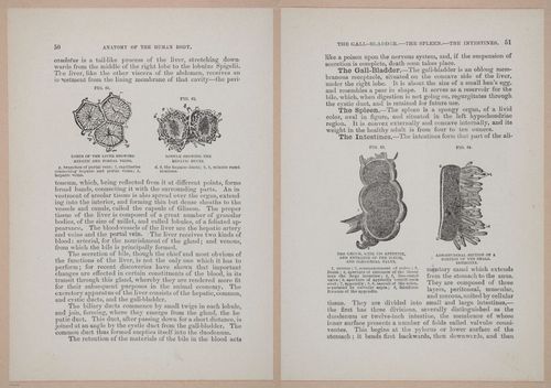 E319 - The Cottage Physician - i8964-8965