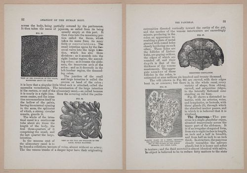 E319 - The Cottage Physician - i8966-8967