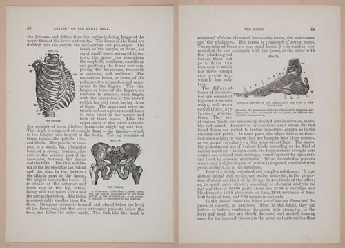E319 - The Cottage Physician - i8972-8973