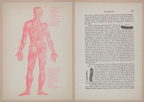E319 - The Cottage Physician - i8977b-8979