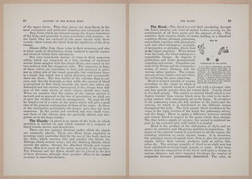 E319 - The Cottage Physician - i8984-8985
