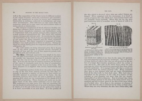 E319 - The Cottage Physician - i8986-8987