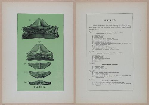 E318 - Sensible Horshoeing - i8753 - 8754