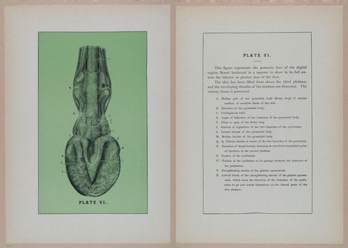 E318 - Sensible Horshoeing - i8757 - 8758