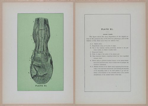 E318 - Sensible Horshoeing - i8767 - 8768