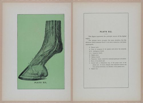 E318 - Sensible Horshoeing - i8769 - 8770