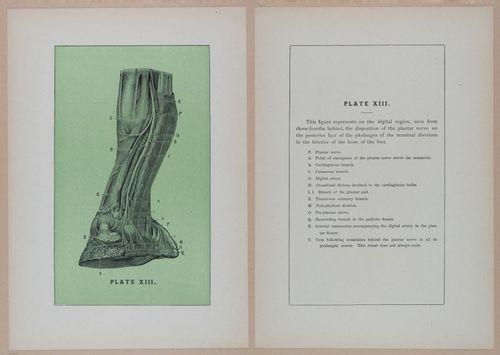 E318 - Sensible Horshoeing - i8771 - 8772