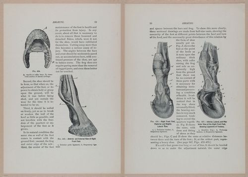 E318 - Sensible Horshoeing - i8678 - 8679