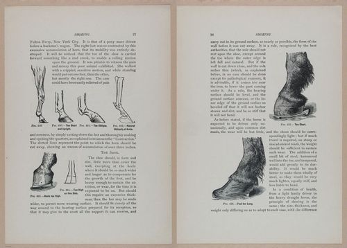 E318 - Sensible Horshoeing - i8686 - 8687