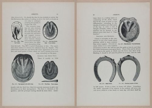 E318 - Sensible Horshoeing - i8694 - 8695