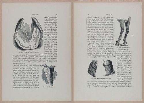 E318 - Sensible Horshoeing - i8701 - 8702