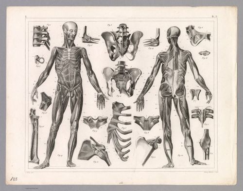 E316 - View: Plate 125. Anatomy including Ligaments and Muscles. - Johann Georg Heck - 1850 (Nicolas Figueroa)