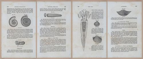 E342 - Elementary Geology - i11368-11369-11370-11371