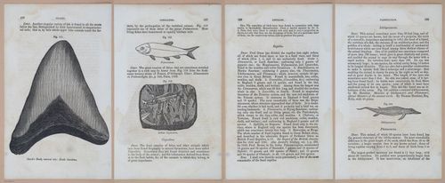 E342 - Elementary Geology - i11377-11378-11379-11380
