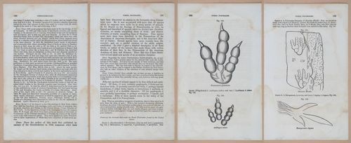 E342 - Elementary Geology - i11403-11404-11405-11406