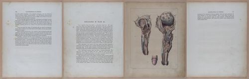 E345 - Illustrations of Syphilitic - i11918-11919-11920-11921