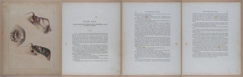 E345 - Illustrations of Syphilitic - i12153-12154-12155-12156