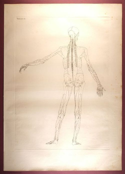 E353 - Tabulae Sceleti - i0825