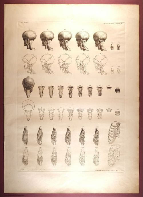 E353 - Tabulae Sceleti - i0827