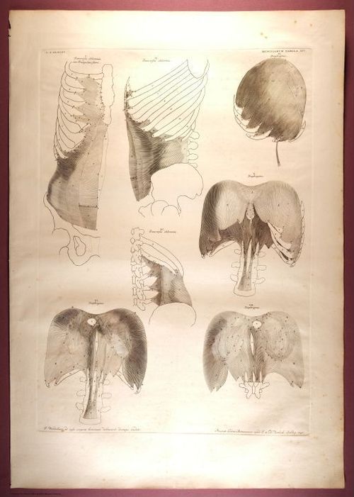 E353 - Tabulae Sceleti - i0830