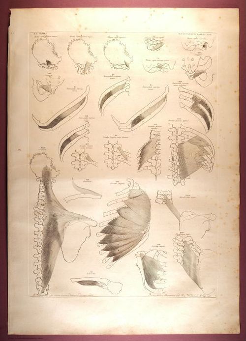E353 - Tabulae Sceleti - i0833
