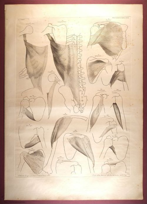 E353 - Tabulae Sceleti - i0834