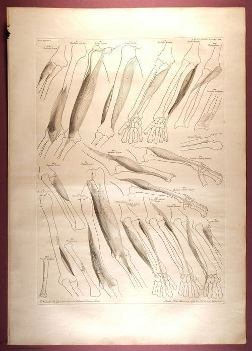 E353 - Tabulae Sceleti - i0835