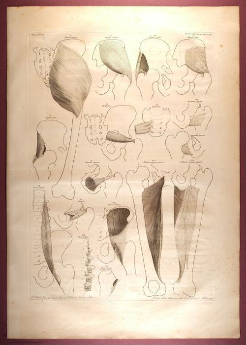 E353 - Tabulae Sceleti - i0837