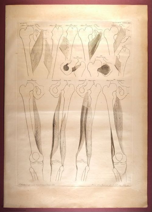 E353 - Tabulae Sceleti - i0838