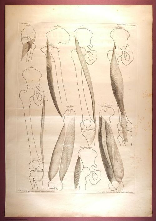 E353 - Tabulae Sceleti - i0839