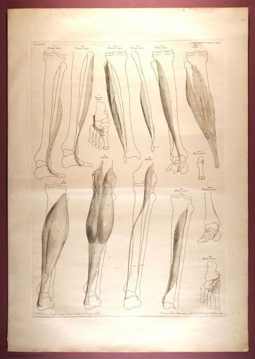 E353 - Tabulae Sceleti - i0840