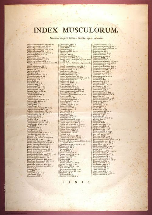 E353 - Tabulae Sceleti - i0842