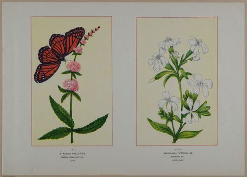 E356 - Wildflowers of America - i13595