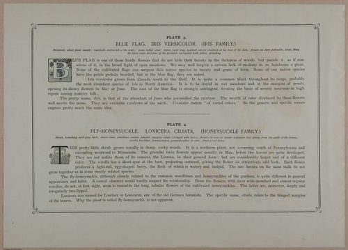 E356 - Wildflowers of America - i13596