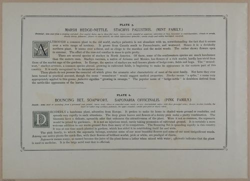 E356 - Wildflowers of America - i13598