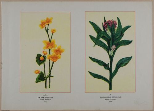 E356 - Wildflowers of America - i13599